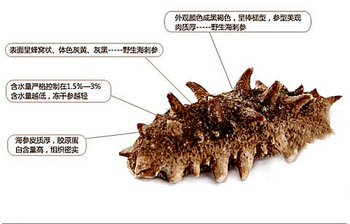 煙臺海參批發(fā)告訴你，這幾種海參要不得